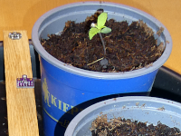 growing_station