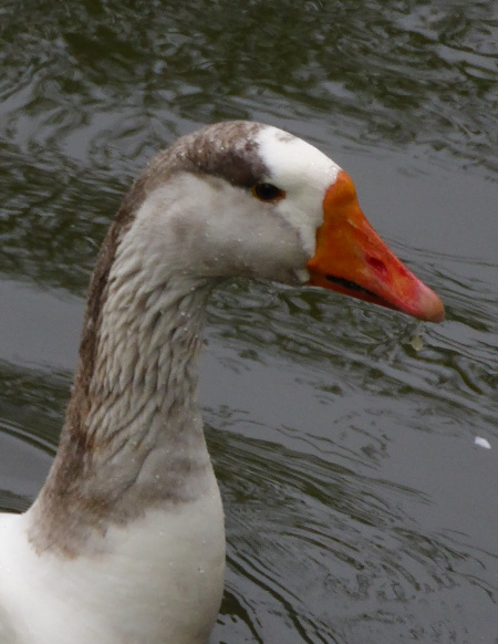 test image