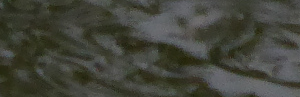 logo field