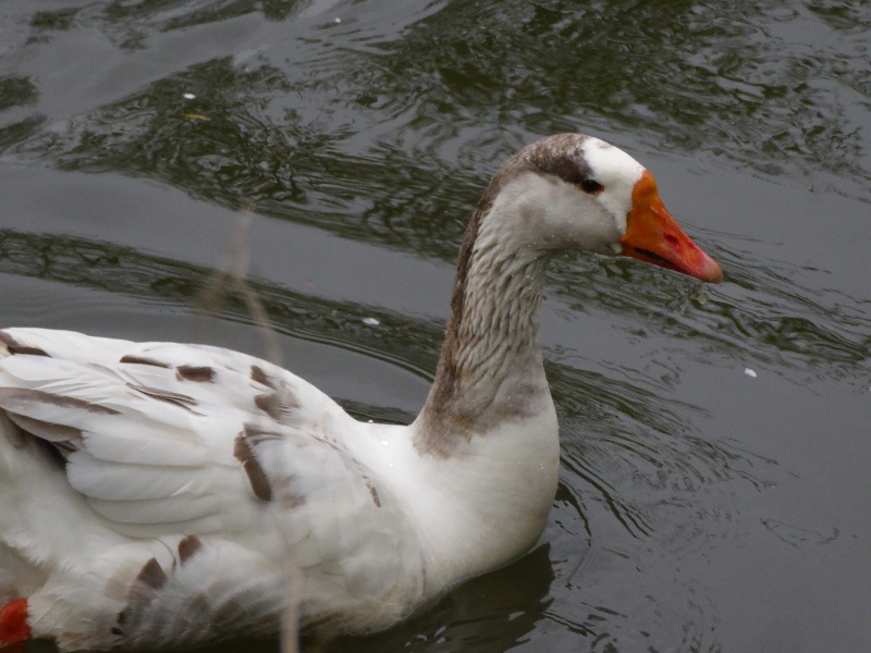 test image